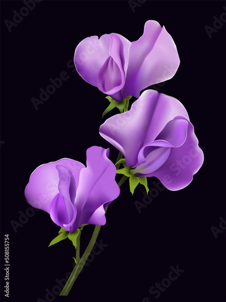 Fototapeta Lila soya bean flower isolated onblack background. Realistic vector illustration.