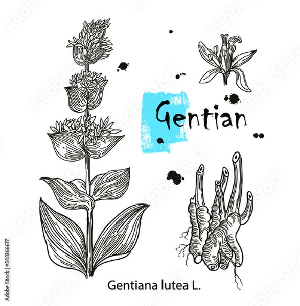 Fototapeta Vector of hand drawn gentian isolated on white background. Outline flower are element for design. Botany Alps, alpine plants. Gentiana lutea.