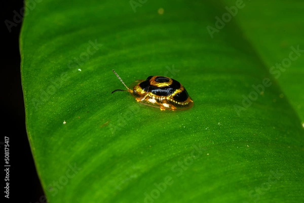 Obraz Plagiometriona insect ladybug golden macro costa rica
