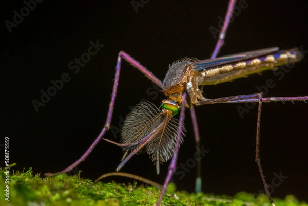 Obraz blue macro mosquito costa rica