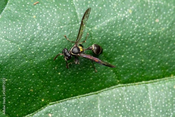Obraz black wasp close up costa rica
