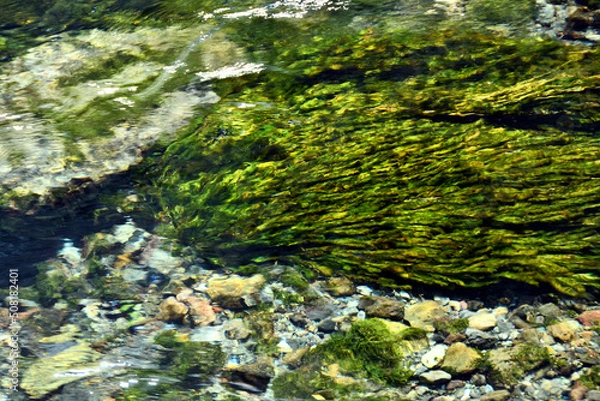 Fototapeta 水草が生えた透明な富士山の伏流水の流れ