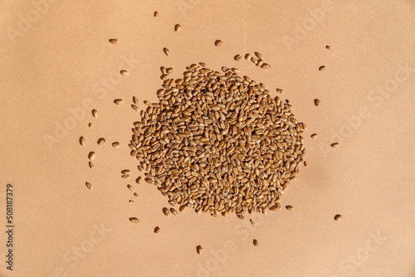 Fototapeta A bunch of wheat seeds on a minimalistic brown background. Top view