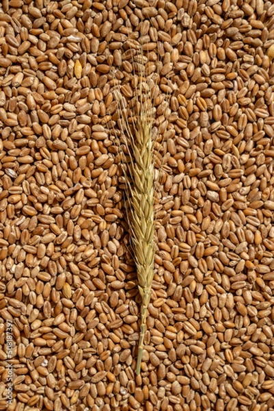 Fototapeta An ear of wheat on the background of seeds. Texture background. Vertical photo. Top view