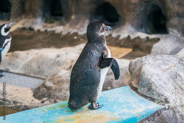 Obraz マゼランペンギン