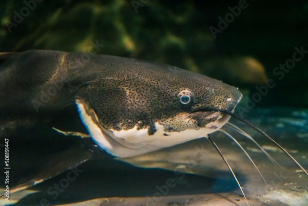 Obraz レッドテールキャット