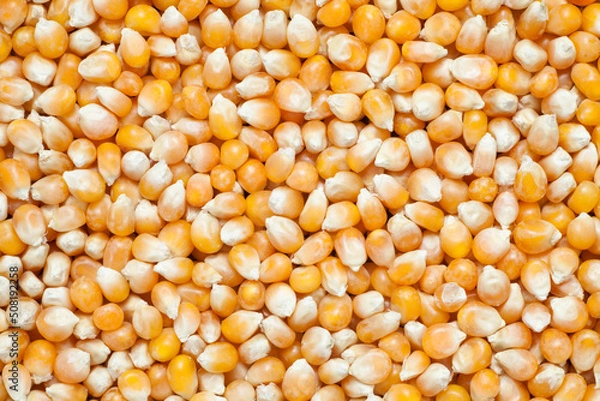 Fototapeta Close-up of  yellow corn seed background
