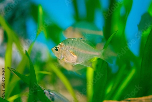 Obraz グラスフィッシュ