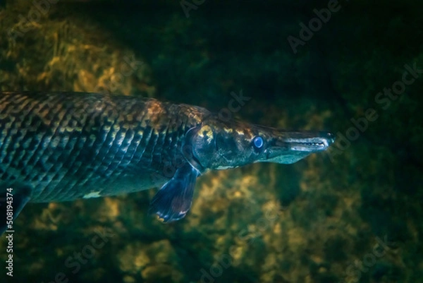 Obraz アリゲーターガー