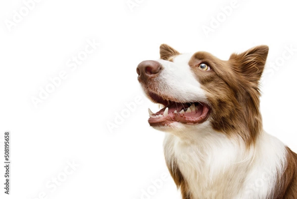Obraz Portrait brown border collie dog begging food and looking up. Isolated on white background