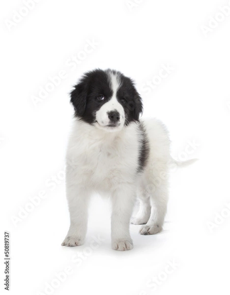 Obraz "Tornjak" puppy