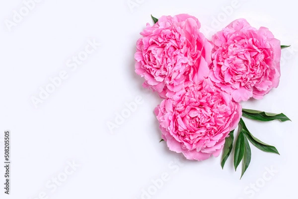 Fototapeta Composition with delicate peony flowers on a white background. Greetind card mockup