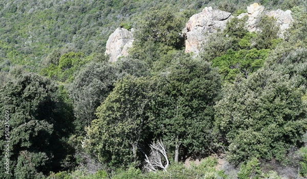 Obraz flore sauvage...corse