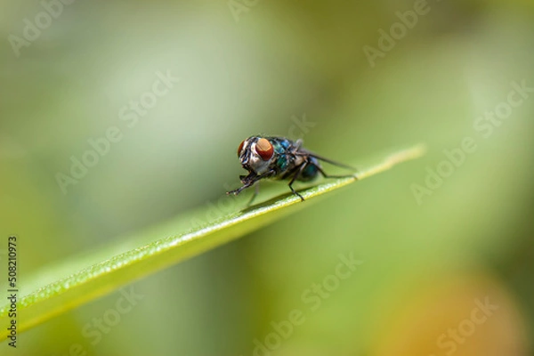 Obraz Fly on a leaf