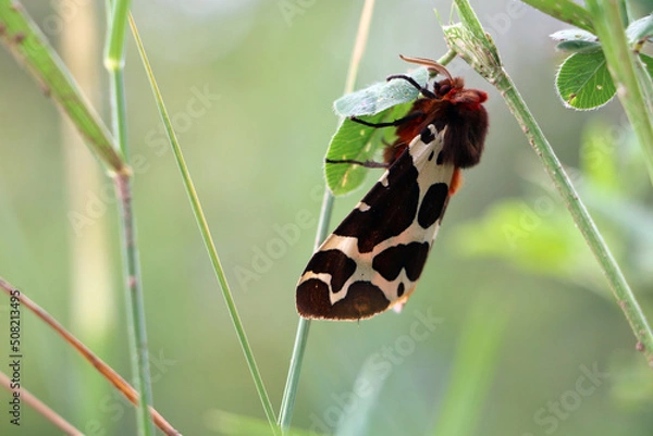 Fototapeta Closeup of a beautiful Garden Tiger moth - Arctia caja, moth found in a meadow, Lithuania