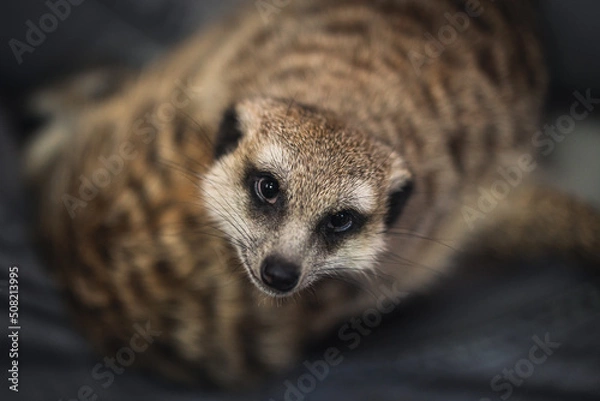Obraz meerkat close-up, top view