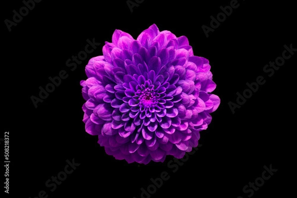 Fototapeta dark purple flower dahlia macro isolated on black. mix colours dahlia,  close-up. Black background. Nature flower artificial light. summer season flower Studio sooting. one flower