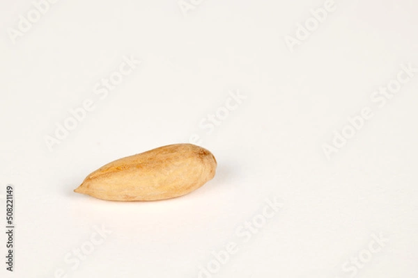 Obraz Single Wild Papershell Almond on a white background