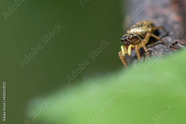 Obraz araignée sauteuse