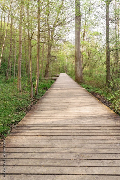 Fototapeta Boardwalk in spring forest