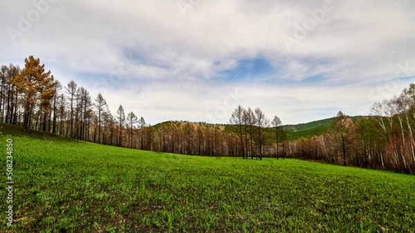 Obraz Forest two weeks after the fire.