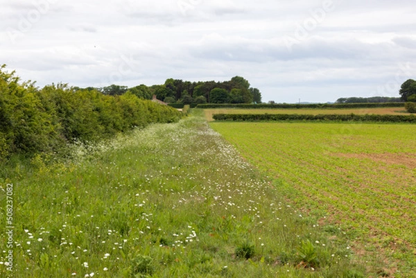 Obraz Wild flower Field Margin and hedgerow.  An example of how an agricultural field can be managed to allow wildlife to thrive alongside farming.  Taken in Norfolk.