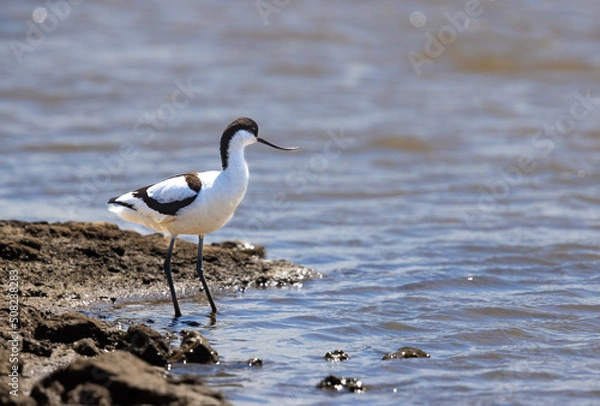 Obraz Pied Avocet (Recurvirostra avosetta) in shallow water on a sunny day at RSPB Titchwell in Norfolk