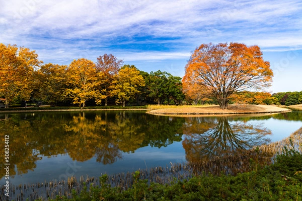 Fototapeta 池に浮かぶ木