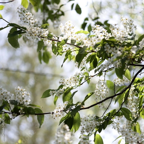 Obraz Bird cherry tree blossom, branches with flowers.