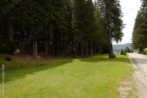 Fototapeta green grass patch picnic area with donkey in far background