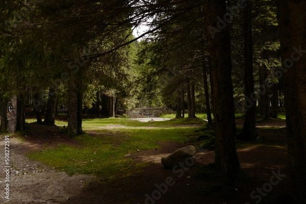 Fototapeta multiple fallen trees bridge in distance