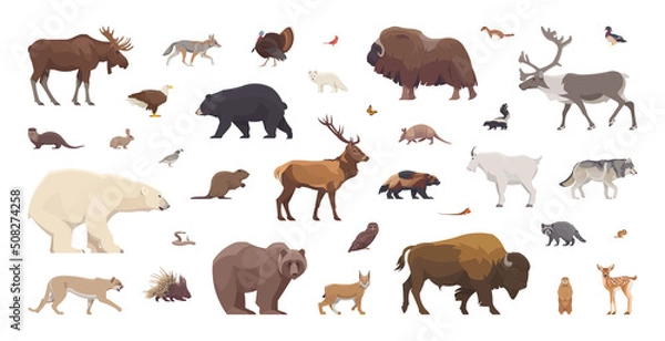 Obraz Flat set of north american animals. Isolated animals on white background. Vector illustration
