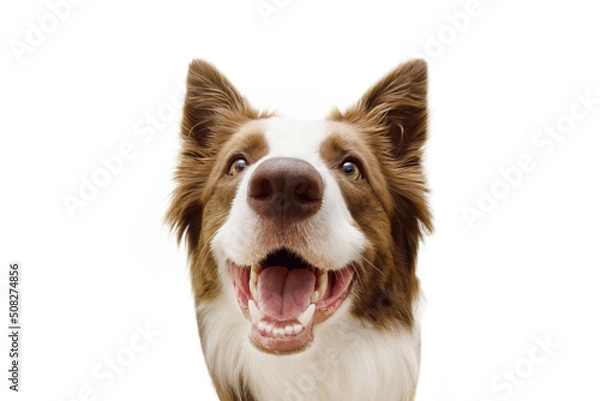 Obraz Zbliża się Happy Border Collie Pies z uśmiechniętym wyrazem wyrazu. Izolowane na białym tle