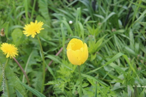 Obraz yellow flowers on grass