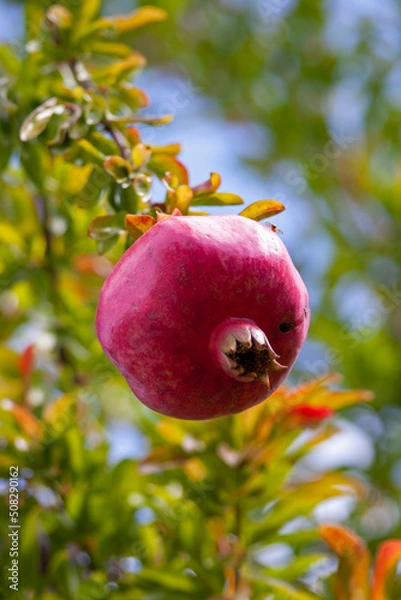 Fototapeta Pomegranate on branch