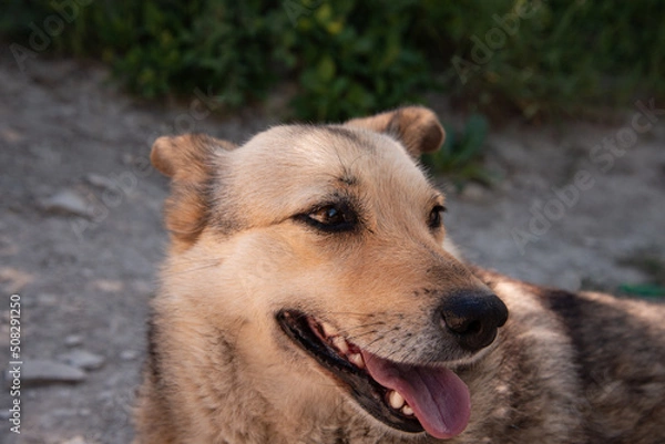 Fototapeta Stray good brown dog. Walking with a pet. Close-up portrait of a dog.