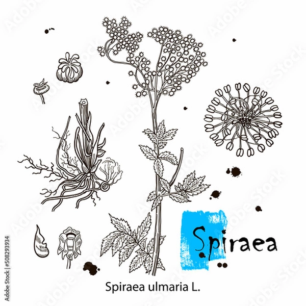 Fototapeta A picture shows branch of Nipponica Spiraea Plant. Leaves are small, pink, flat and having hairs on it and there is bunch of flowers at its apex. It is belongs to genus Spiraea, vintage