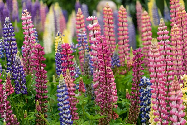 Fototapeta Lupins in Bloom