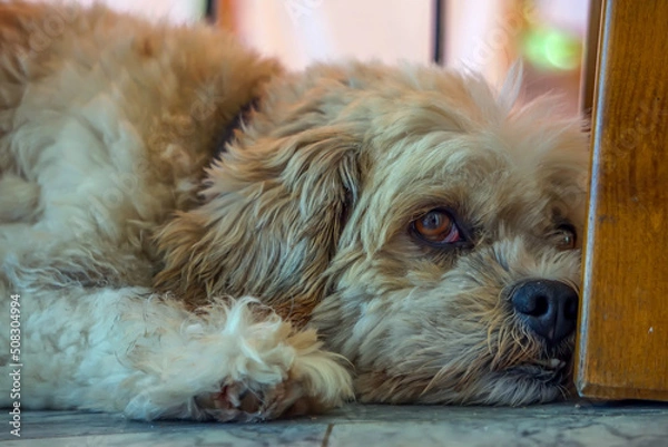 Fototapeta puppy lying on the ground 
