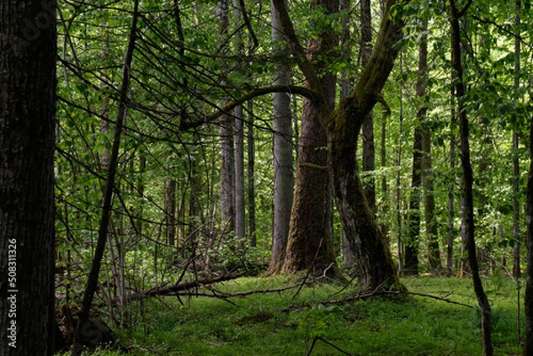 Fototapeta Rich deciduous forest in springtime light