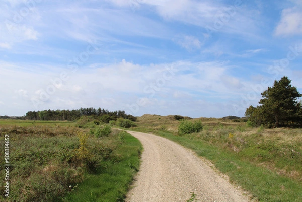 Fototapeta North Sea Cycle Route leading through lush green fields in Jutland, Denmark