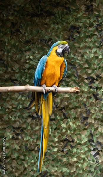 Obraz blue and yellow macaw