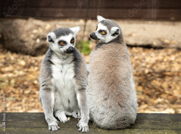 Fototapeta ring lemur