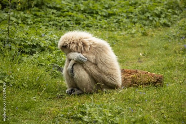 Obraz Human emotions in the zoo