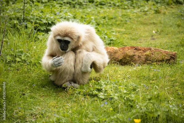 Fototapeta What is this?