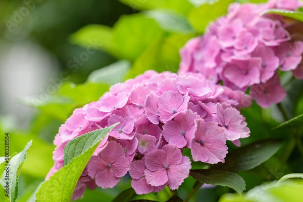 Obraz Pale pink hydrangea flower, Closeup