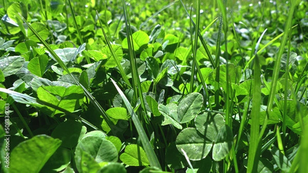 Fototapeta Texture grass. Pattern texture of leaves. Plants texture for designers. Tropical leaves texture. Background tropical grass. Plants pattern. Background wallpaper. Wall abstraction. Abstract texture. Cl
