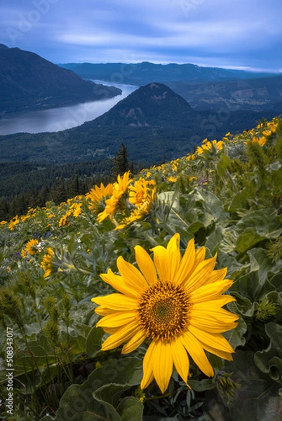 Obraz Balsam Root at Wind Mountain 