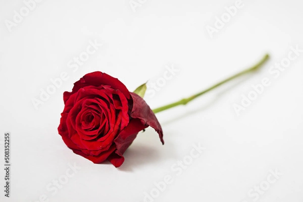 Obraz Single red rose on white background