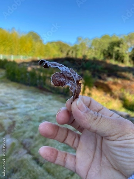 Fototapeta frog in hand